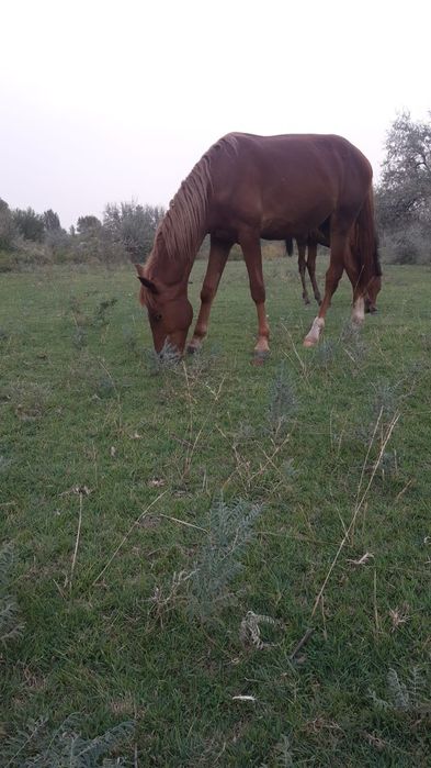 Продается жеребец 1,4