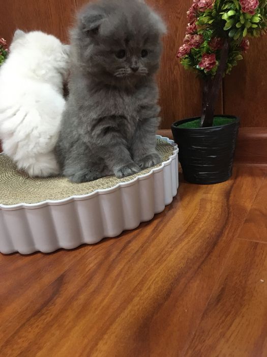 Готовятся к броню Скоттиш фолды