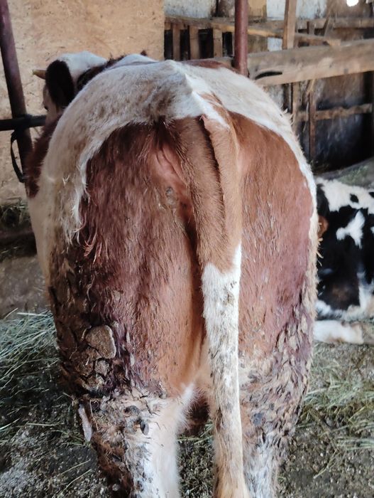 Vând 5 tăurași de rasa bălțată romneasca