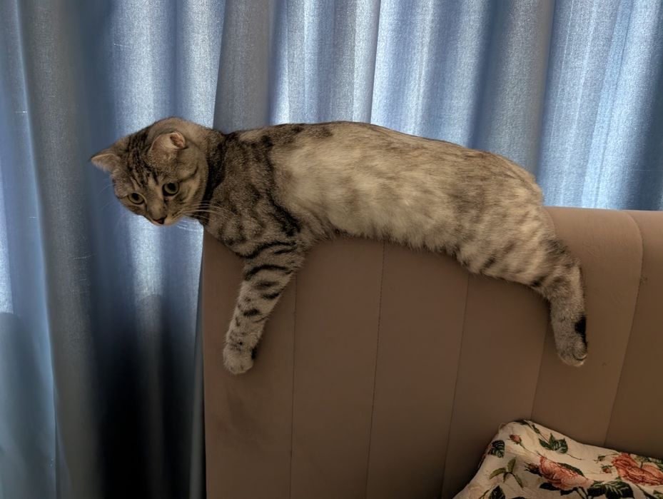 Отдам в добрые руки кошку