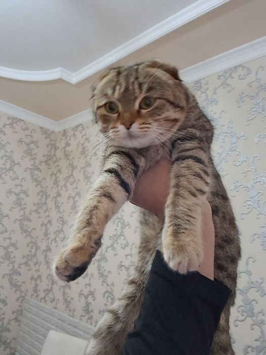 Кошка скотиш фолд