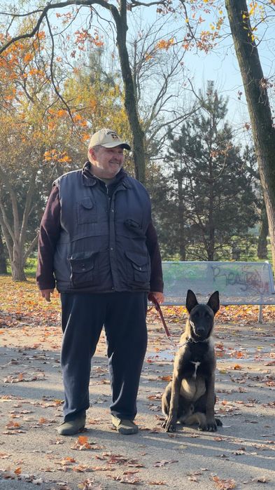 Dresor caini Timisoara