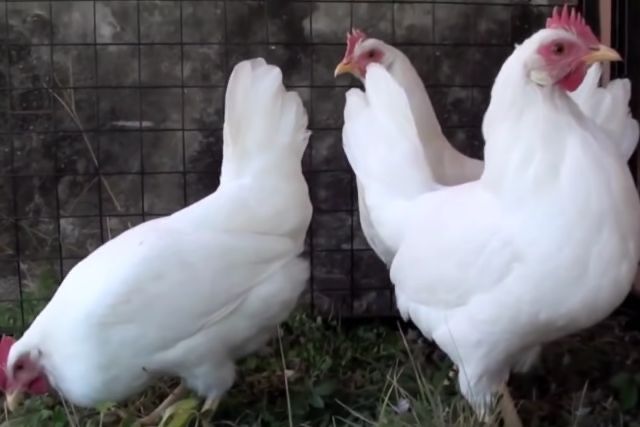 Яйцо для инкубатора