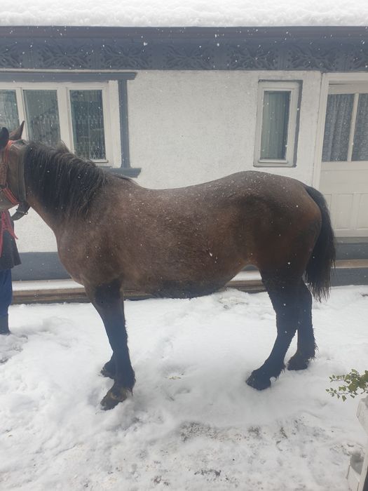 Mânza de 3,5 ani blândă