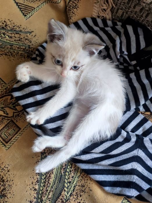 Котёнок Сноу-шу девочка