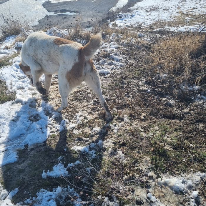 Alaboy tozasi sotiladi erkak