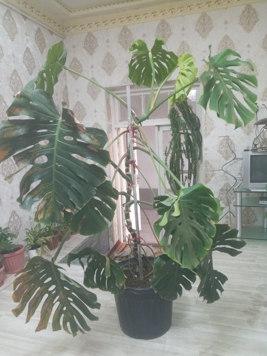 Gul sotiladi katta chiroyli