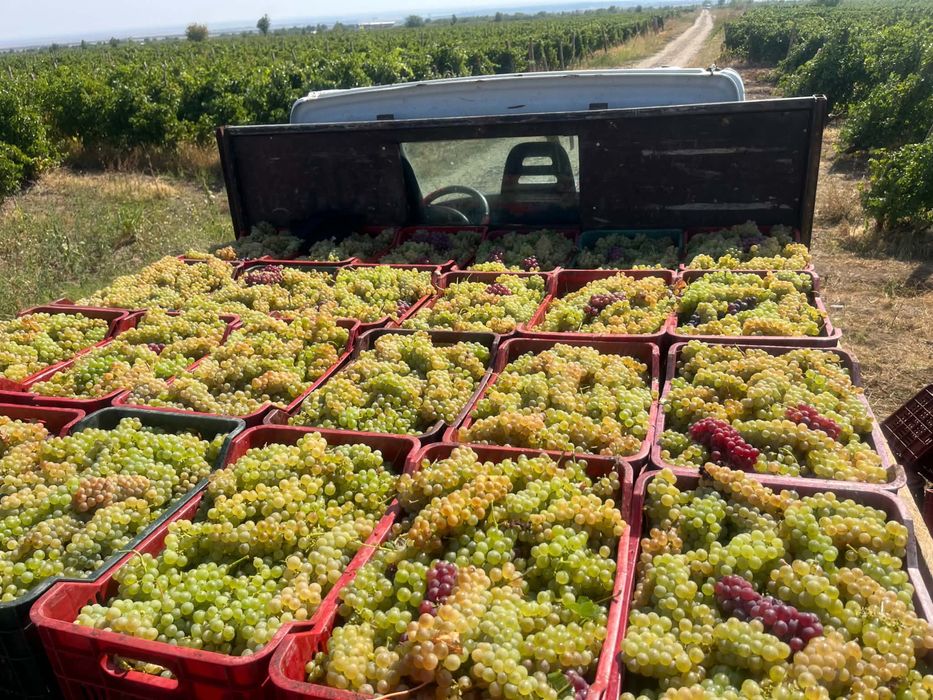 Struguri de vin producator