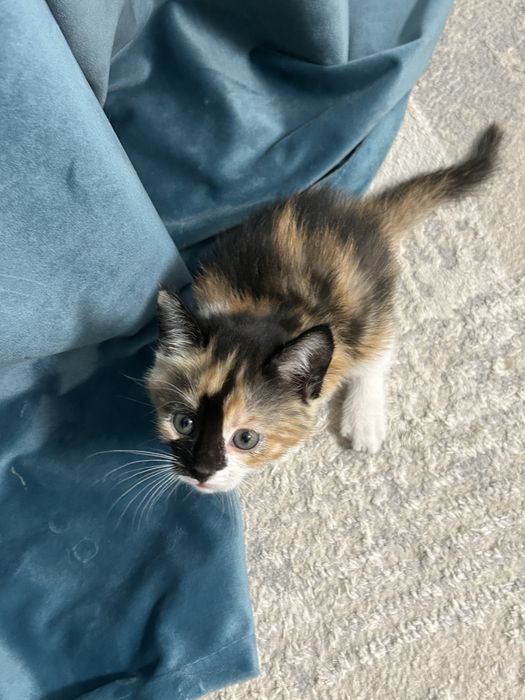 Котенок девочка трехцветная