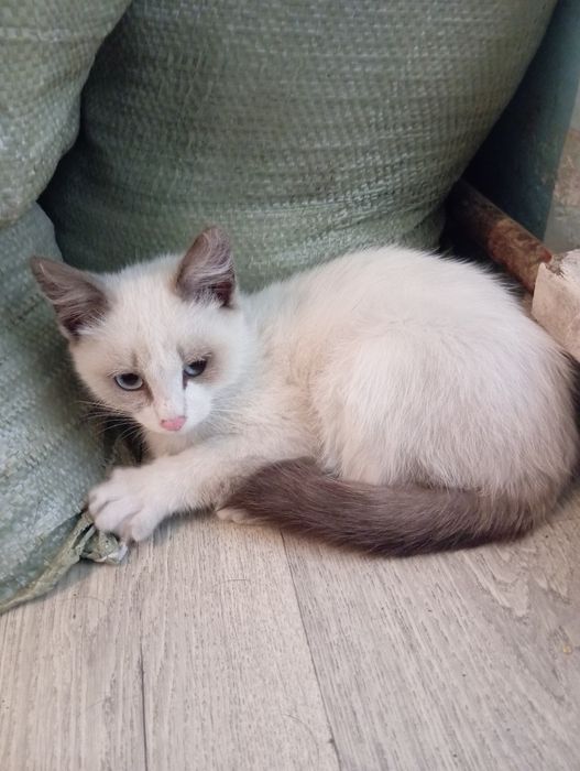 Котёнок, кот, бесплатно