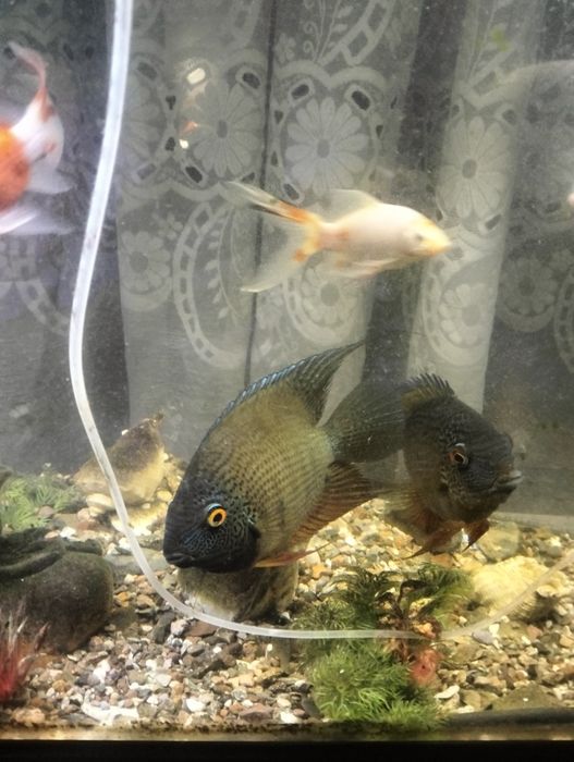 Продается аквариумные рыбки
