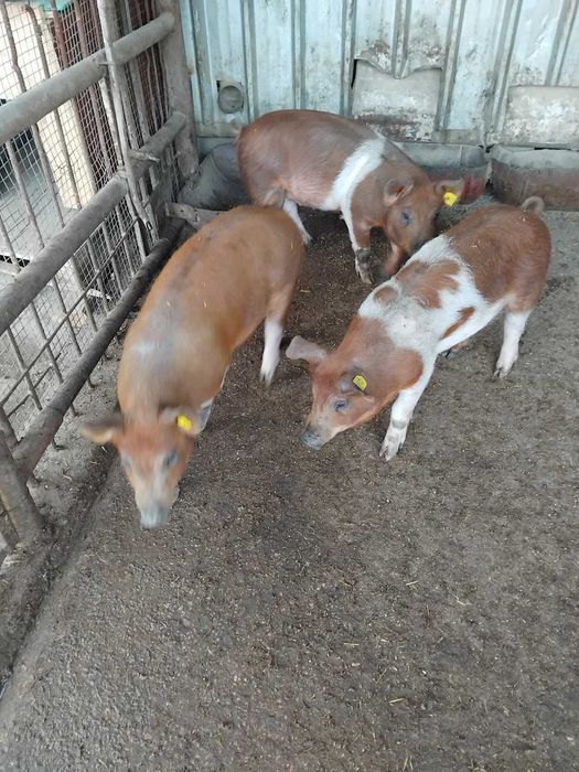 Продавам Прасенца