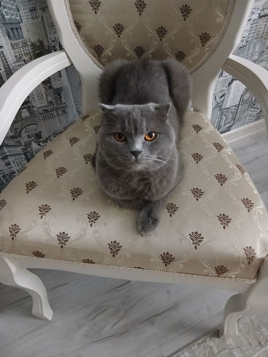 Отдам кошку в добрые руки