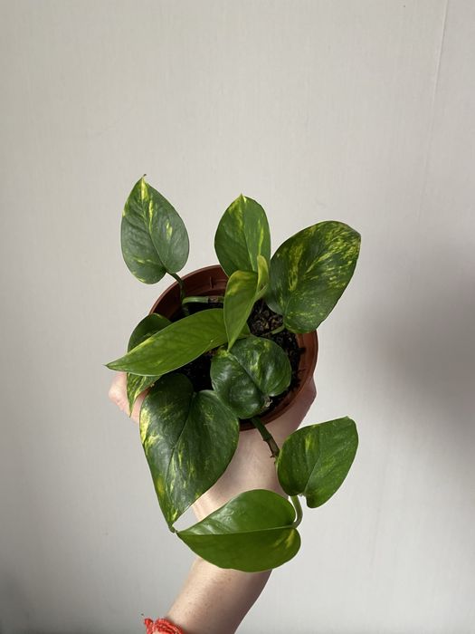 Голфингер лиана лиана