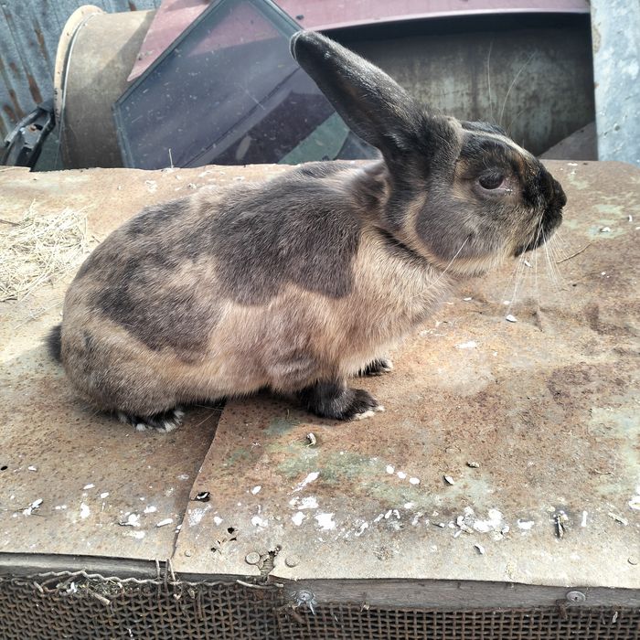 Продам карликового кролика