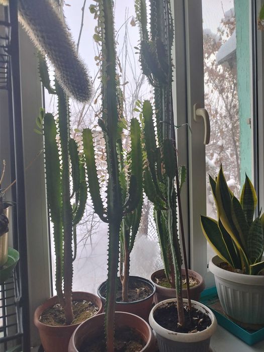 Кактус по 1500тг.