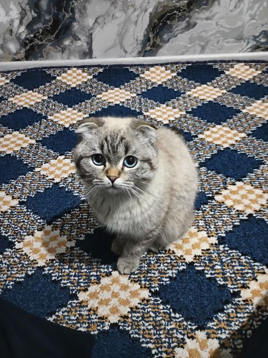 Skottish fold mushugi