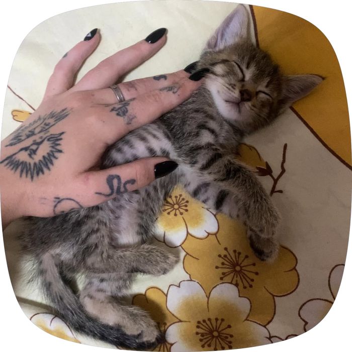 Раздам игривых котят