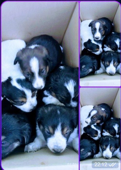 Милые щенки в добрые руки