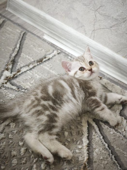 Шотландские котята