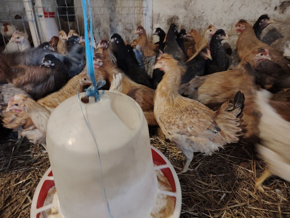 Vând puicuțe ouă verzi