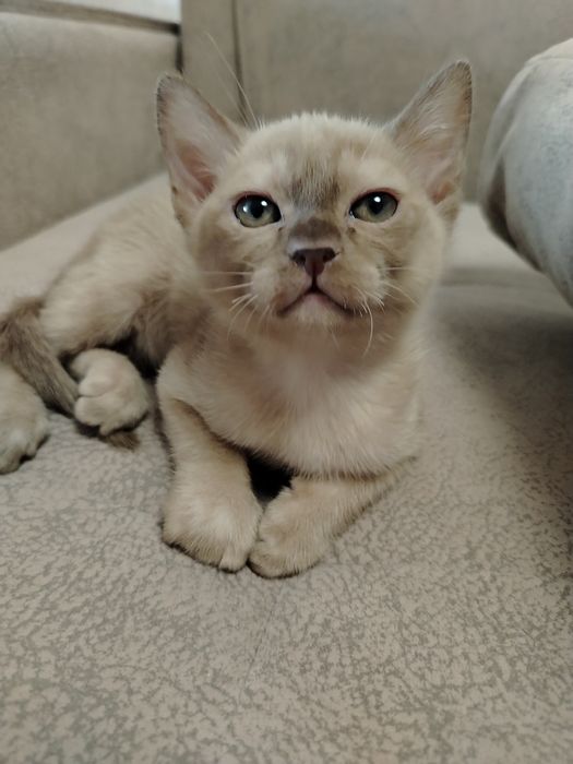 Котята Европейская Бурма