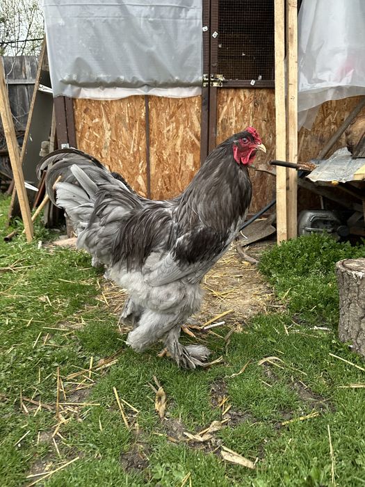 Disponibila brahma albastru