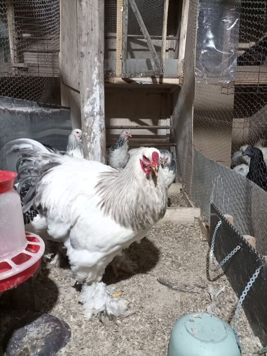 Oua de incubat brahma herminat deschis și brahma hdA