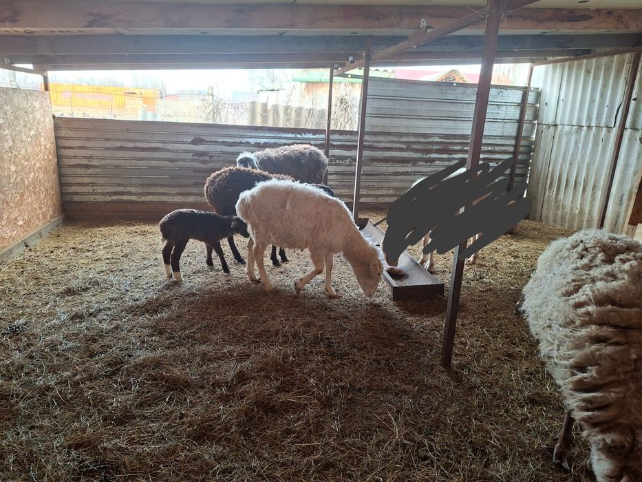 В продаже овцы с ягнятами