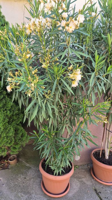 Leandru matur de vânzare.