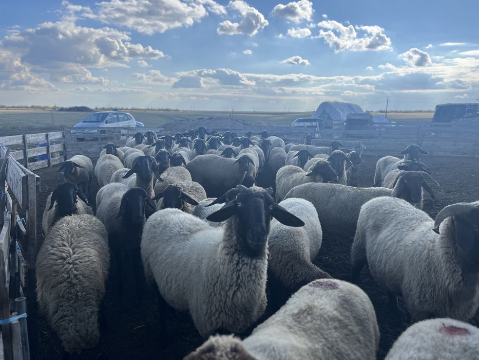 Vand oi carabase cu cap negru de teleorman