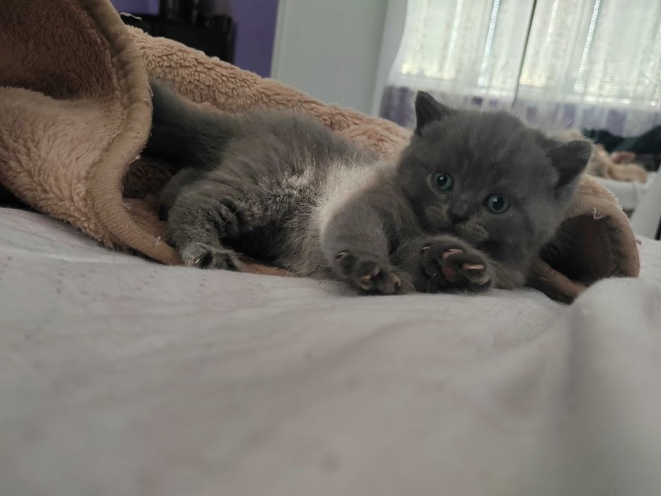 Домашни любимци котки