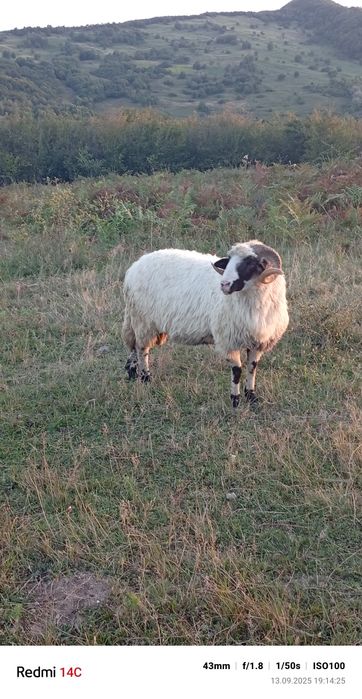 De vînzare Mior   Foarte blînd