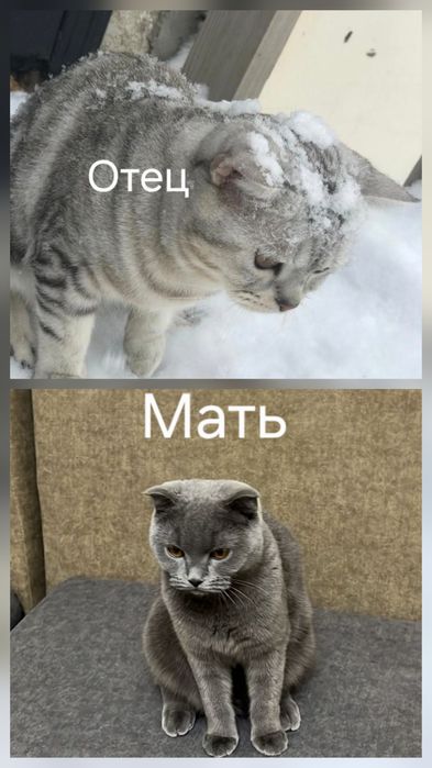 Породистые котята