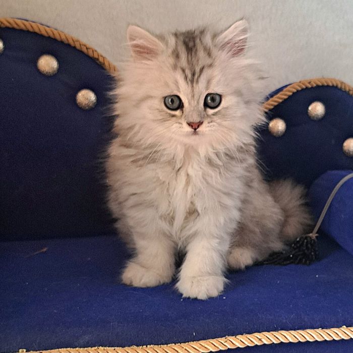Скоттиш фолд , хайленд котята