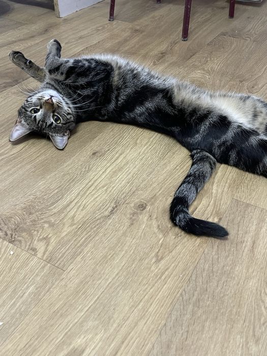 Кошка бесплатно в добрые руки