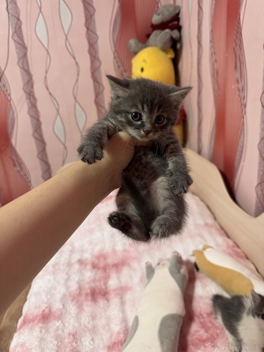 Котеночки в добрые руки