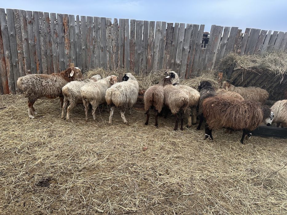 Продам кошкарчиков