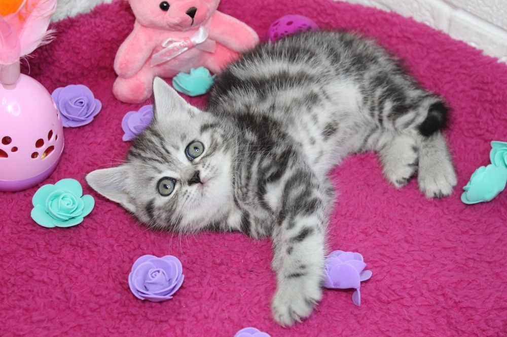 Шотландские  Котята