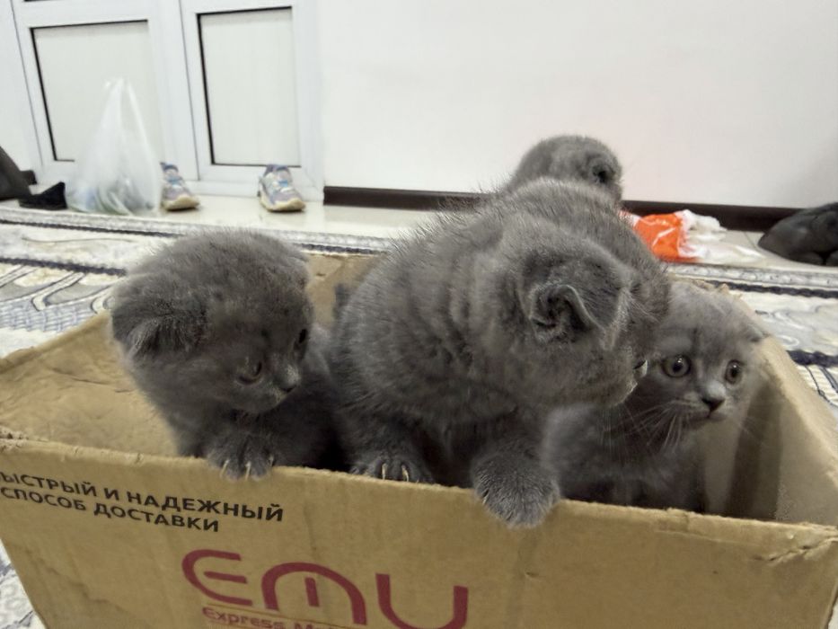 Продается Шотландские котята