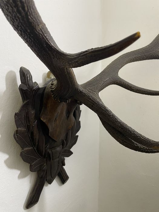 Coarne de cerb naturale