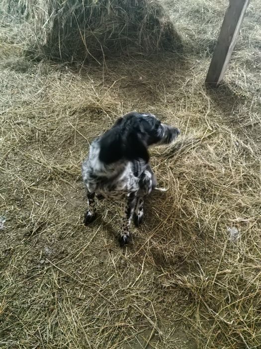 Сабака , тазы шенок