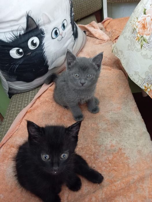 Отдам котят в хорошие руки