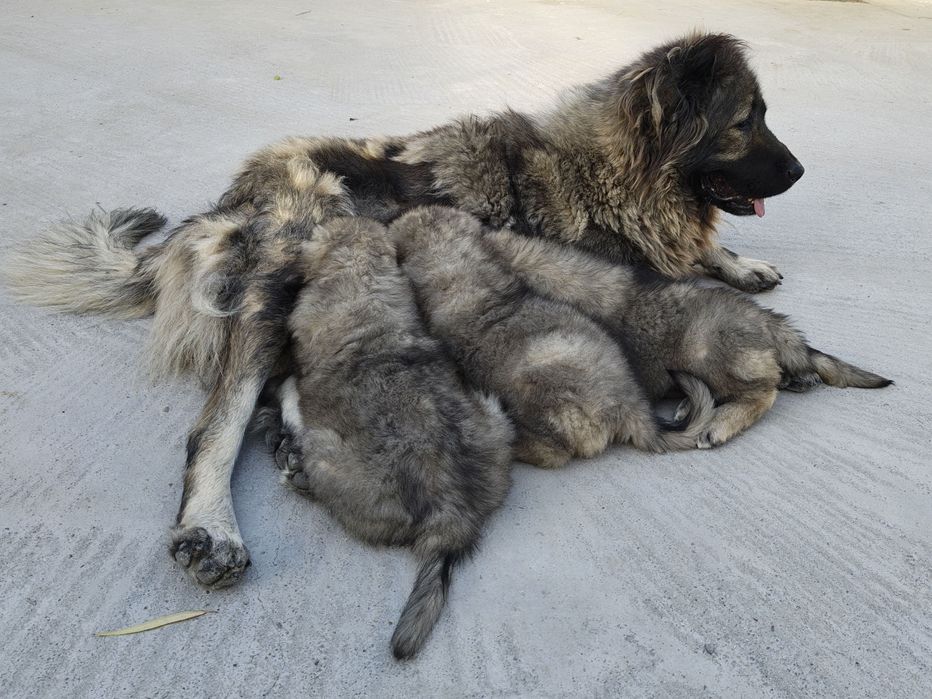 Mascul Ciobanesc