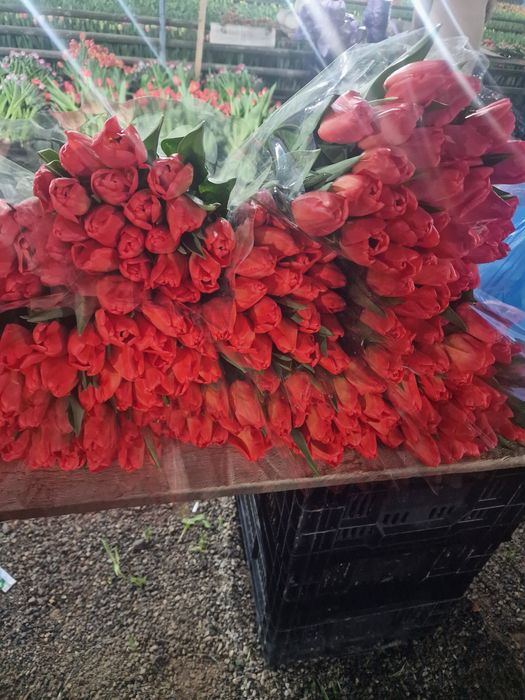 Тюльпаны отборного крупные оптом