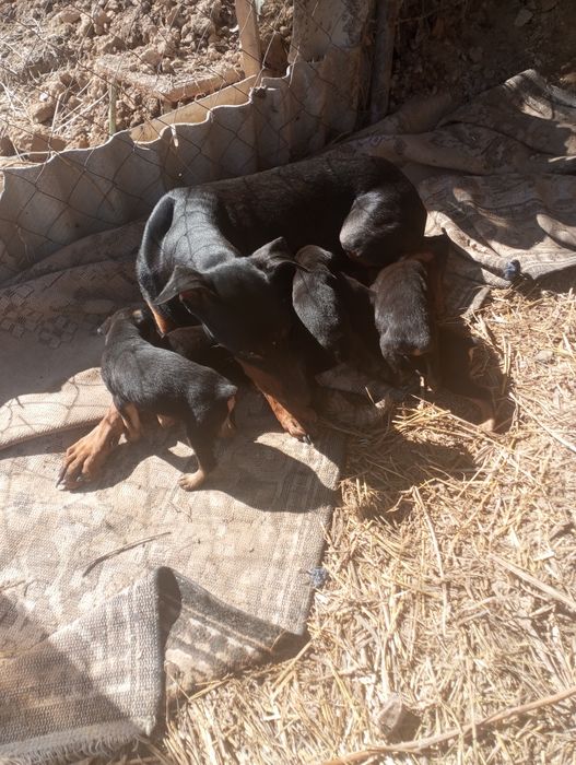 Продаются щенки добермана