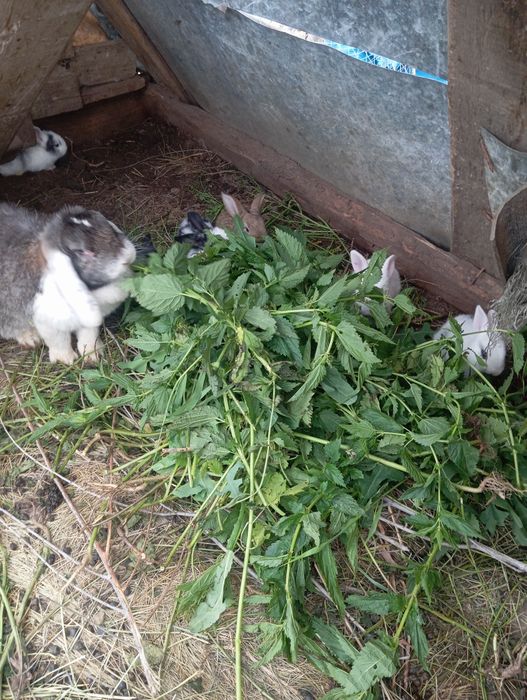 Продаю французский бараны