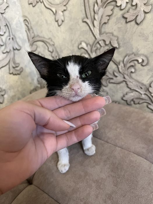 Отдам котенка в добрые руки