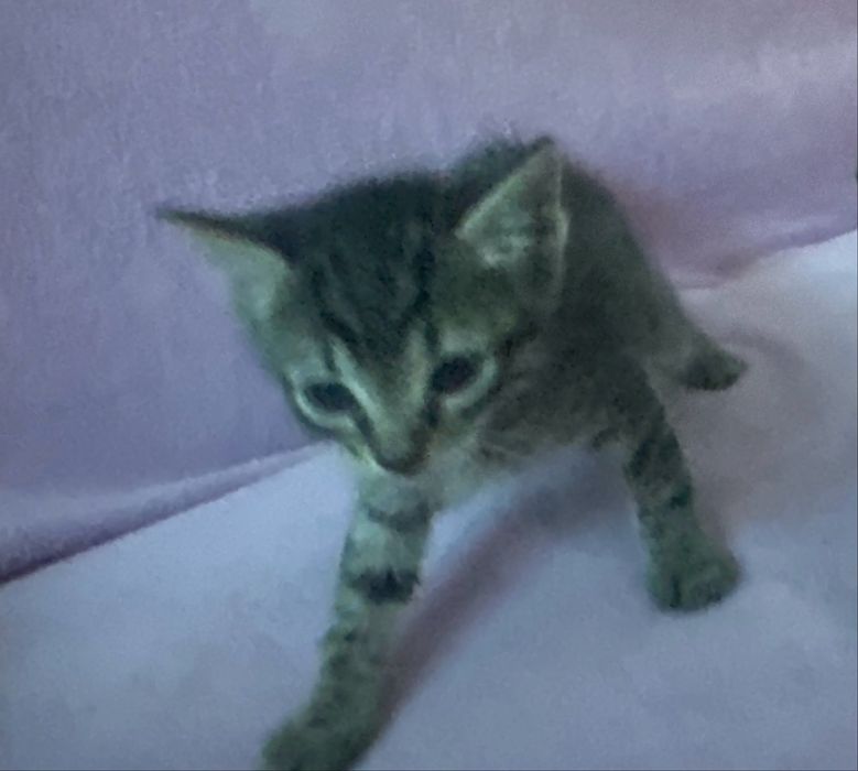 Pisica tigrada in adoptie