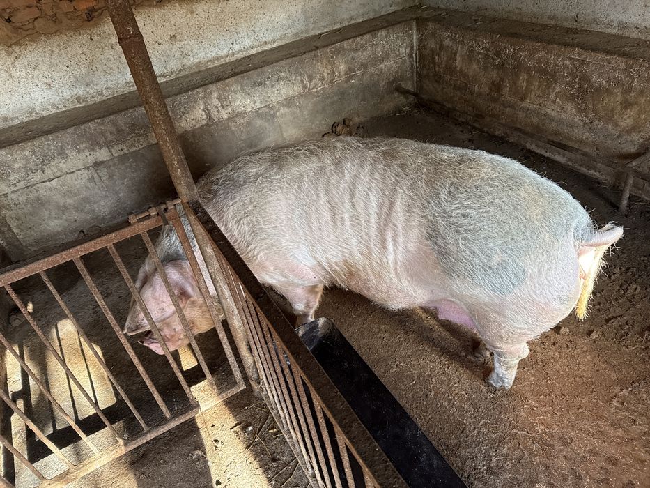 Свине 4 лева за килограм